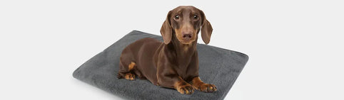 What kind of towel is best for your dogs? Kinhwa Microfiber Dog Towels
